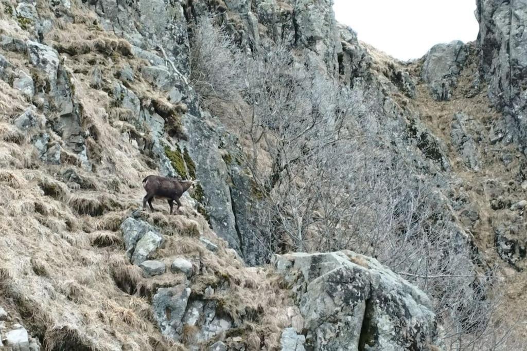 Aux Balcons De La Vallee Soultzeren المظهر الخارجي الصورة